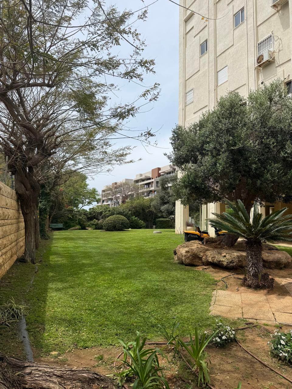 צמחי נוי